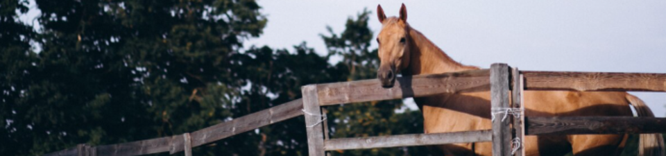 Custom horse barns for sale in Lancaster PA designed for safe and comfortable horse housing